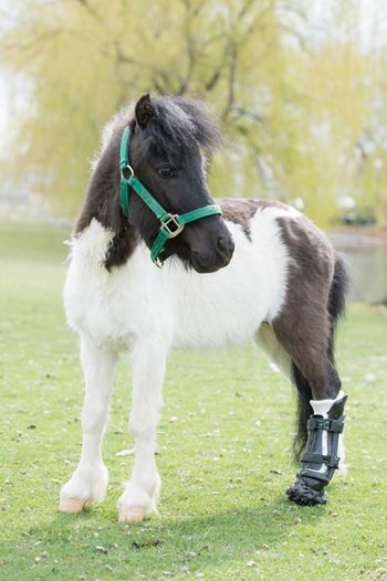 veterinary-mini1-450px.jpg