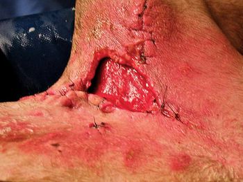 veterinary_bandage_1-613208-1384501184565.jpg