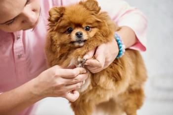 dog nail trim grooming