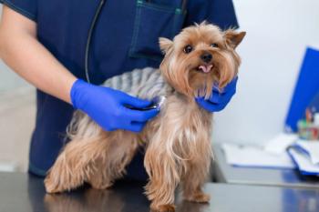 veterinarian examining a dog