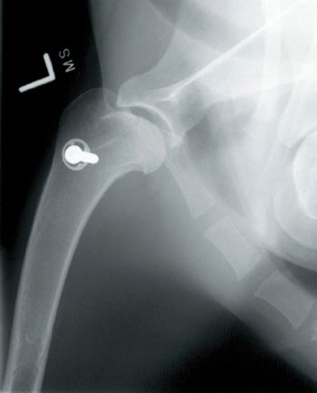 veterinary_vm0412_fig2_SportsInjury-768613-1384164635533.jpg