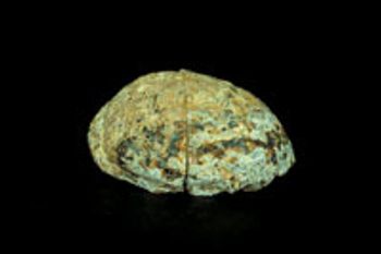 Diagnote-GEODE-Figure-2-632530-1384412313205.jpg