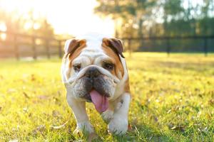 Heatstroke involves multiple risk factors