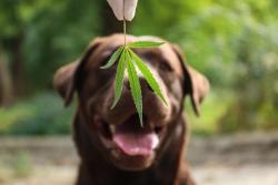 AAFCO urges additional research on animal food hemp products