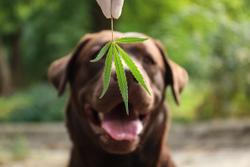 AAFCO urges additional research on animal food hemp products