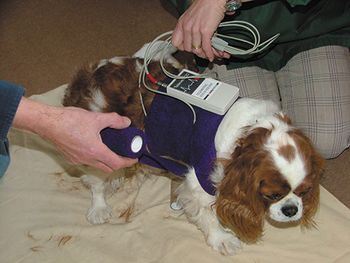 veterinary-kruuse-televet-DSCF0606-450px.jpg
