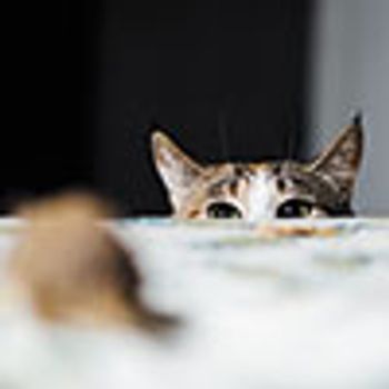 veterinary-cat-hunting-to-gerbil-mouse-on-table-keep-ones-wits-about-100px-shutterstock-512706394.jpg