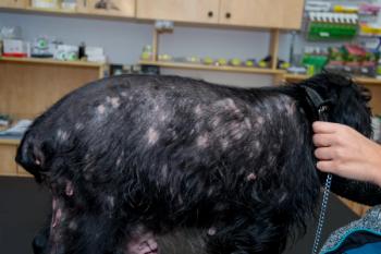 Dog with atopic dermatitis