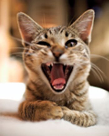 VeterinaryCatYawn-596602-1384511218320.jpg