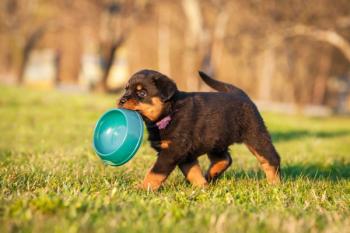 Puppy is needing food