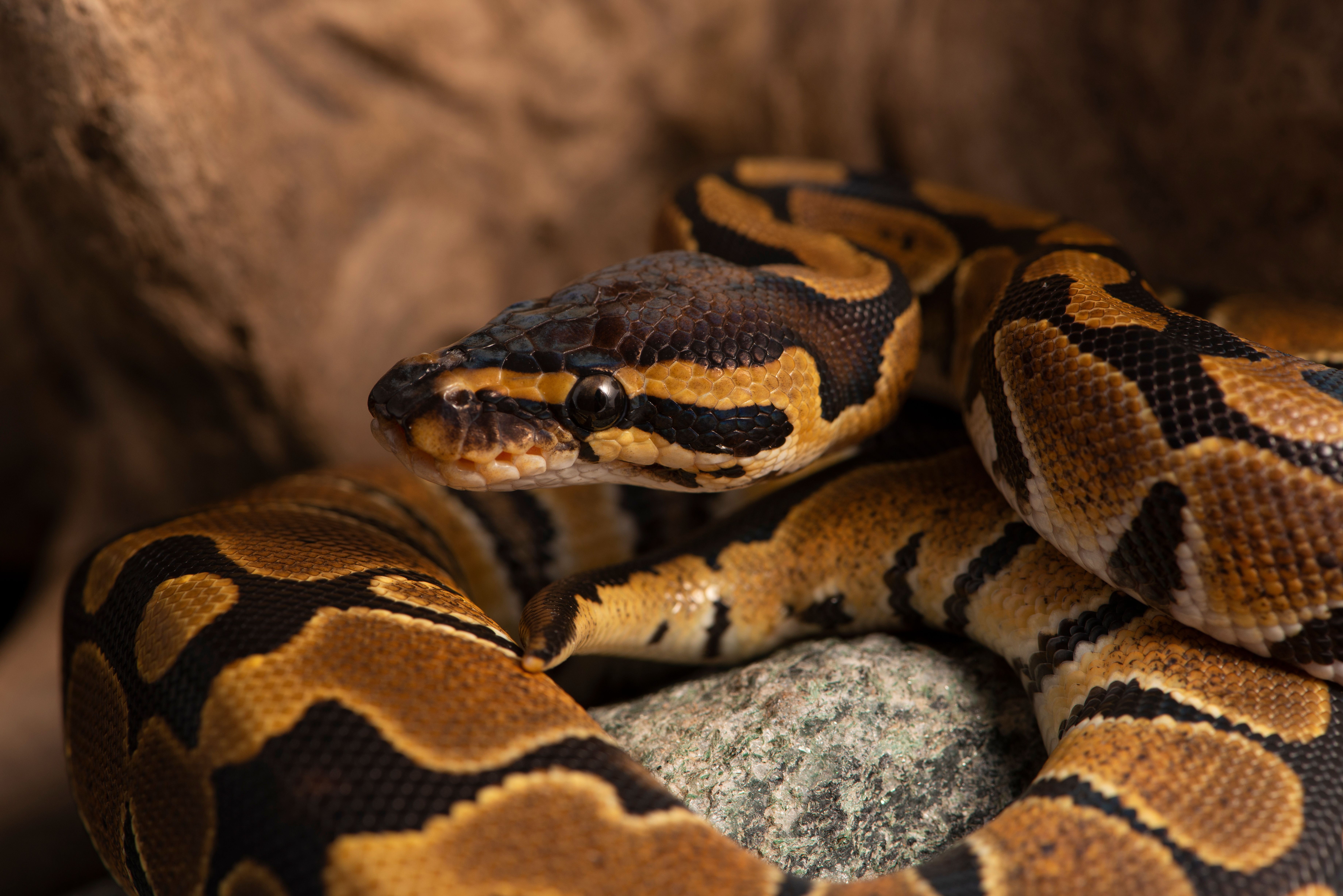 <![CDATA[New reptile genetics testing company plans to fully map species genomes]]>