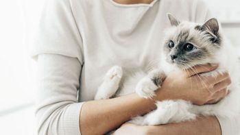 veterinary-cat-woman-holding-450px-shutterstock-361537991.jpg