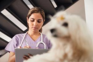 AI in veterinary medicine