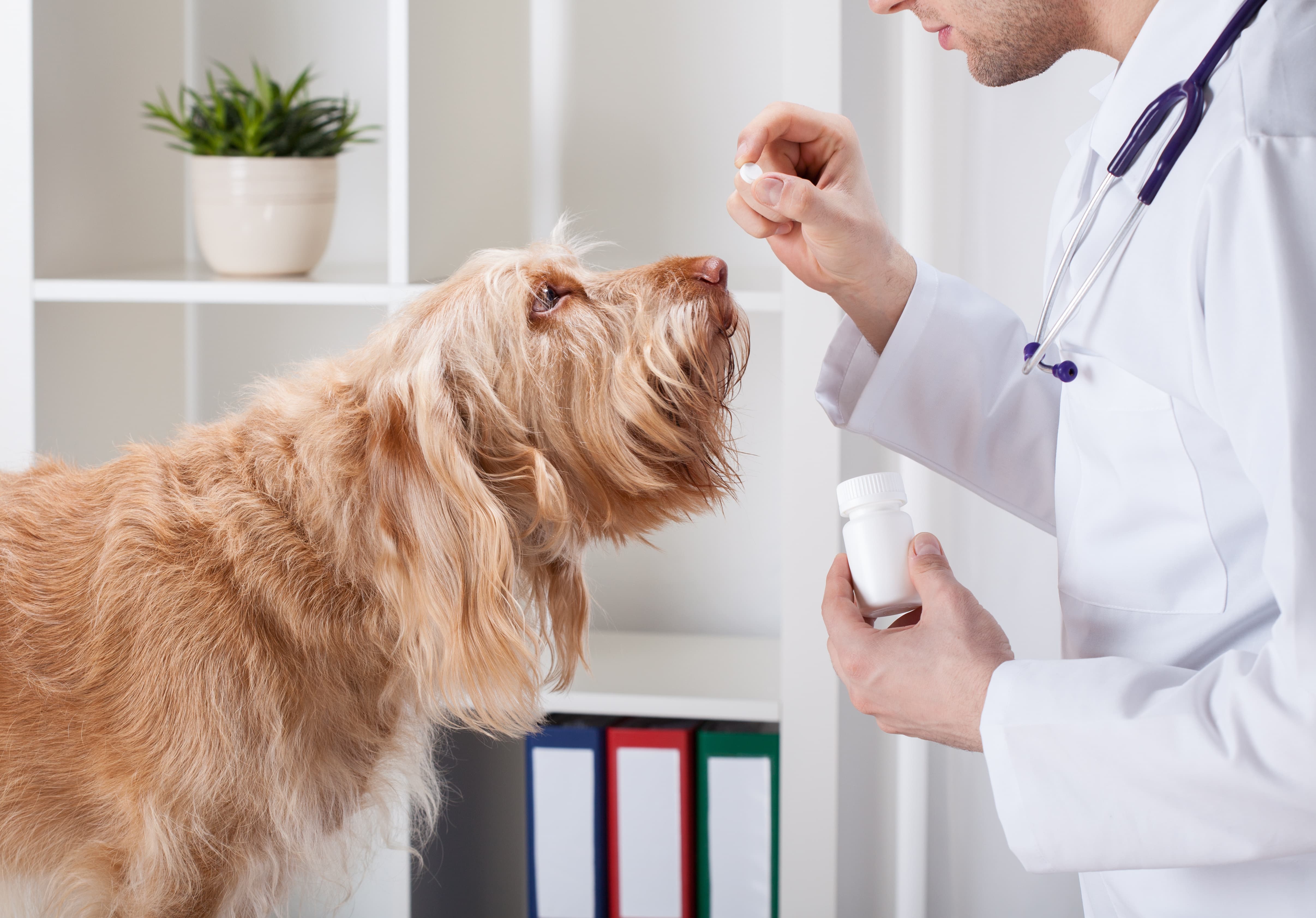what antibiotics treat diarrhea in dogs