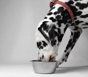 Dalmatian eating