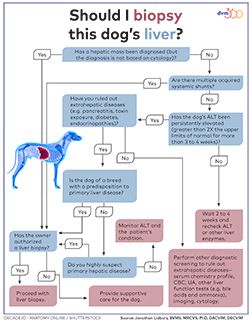 what causes elevated liver enzymes in a dog