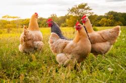 Agriculture and Agri-Food Canada invests $3 million for animal welfare and tracking
