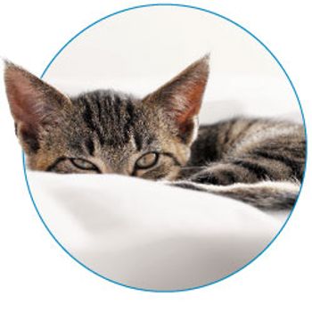 cat_250.jpg