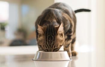Cat eating alone