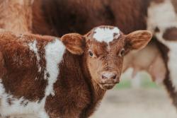 New vaccine to prevent calf diarrhea is launched