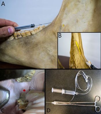 Carlson_equine_block_Figure5_450.jpg