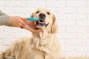 At-home care is crucial to combating periodontal disease