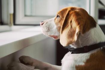 Distressed dog looking out window for owner