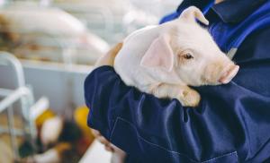 piglet in veterinarians arms