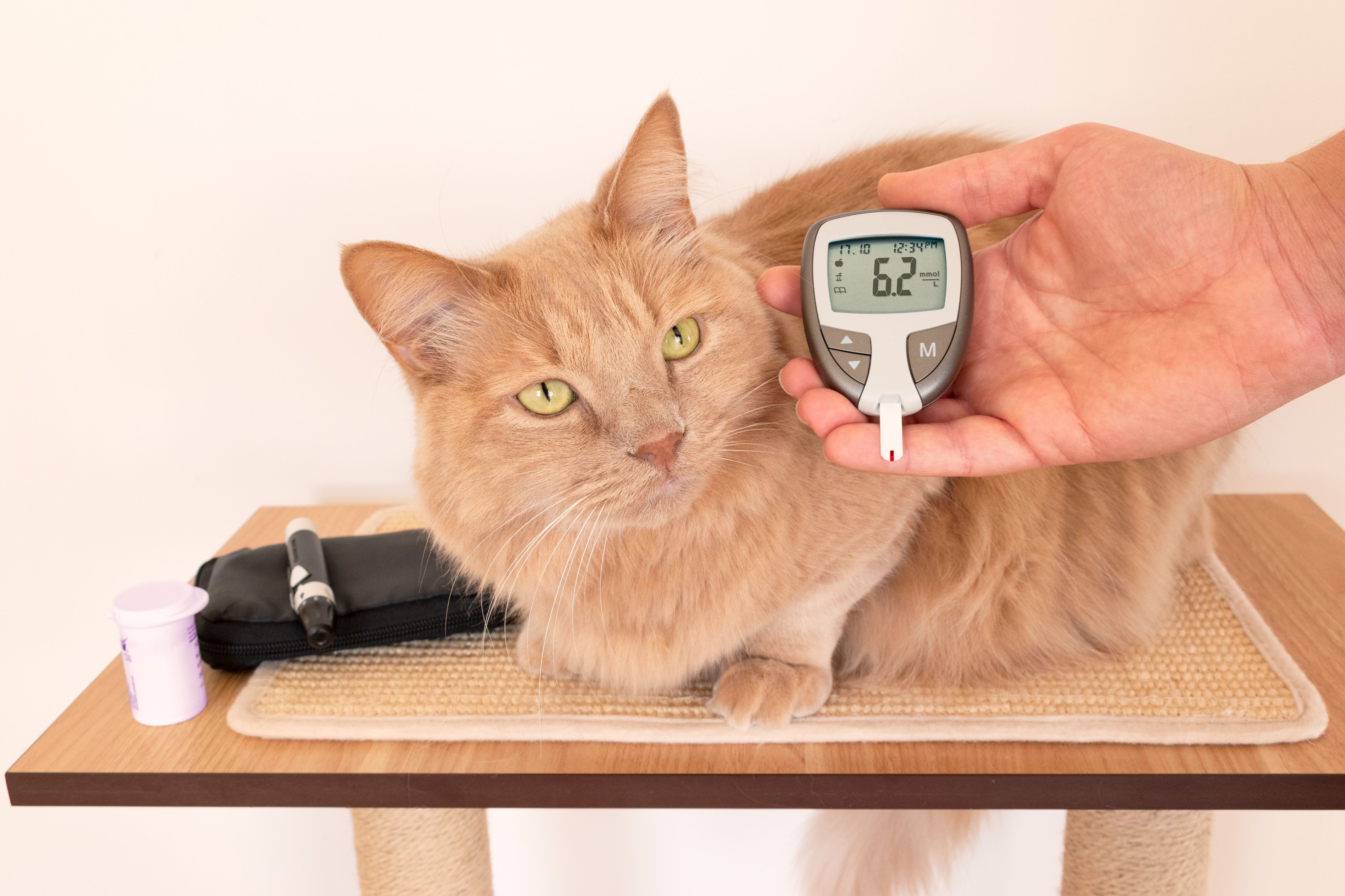 Suggestions for managing diabetes in canines and cats