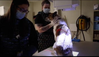 veterinary imaging