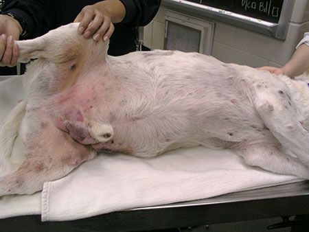 what does a mast cell tumor on a dog look like