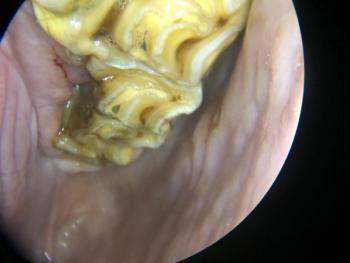 periodontal disease in horses