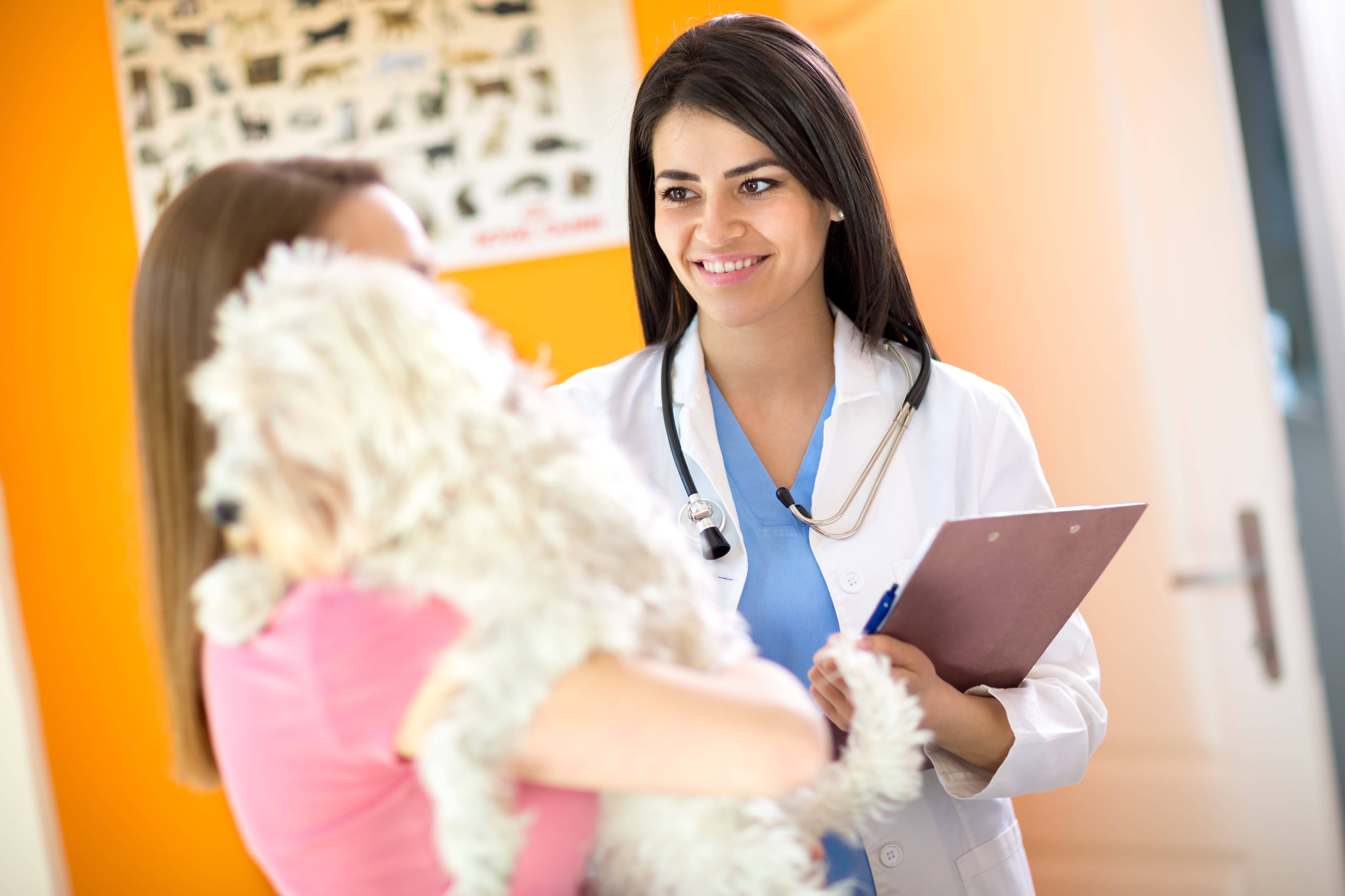 luckybusiness / stock.adobe.com / vet dog and client