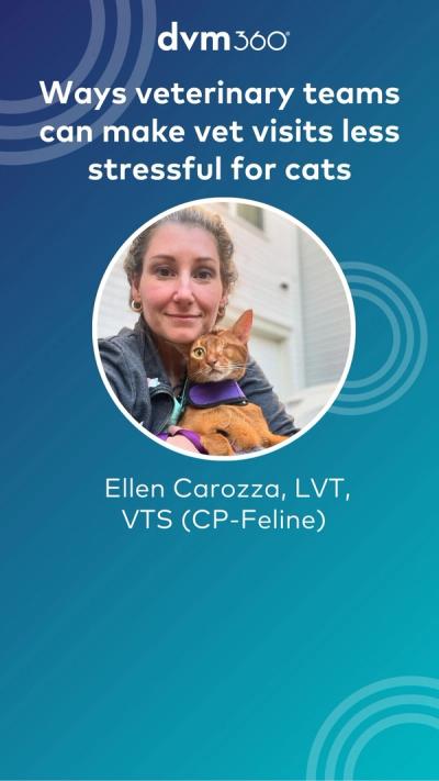 Ways veterinary teams can make vet visits less stressful for cats