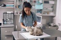 Veterinary professionals cite burnout, pay, and corporate ownership concerns in dvm360 survey