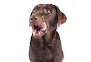 Analysis of Ultra-Trace Minerals in Commercial Dry Dog Foods