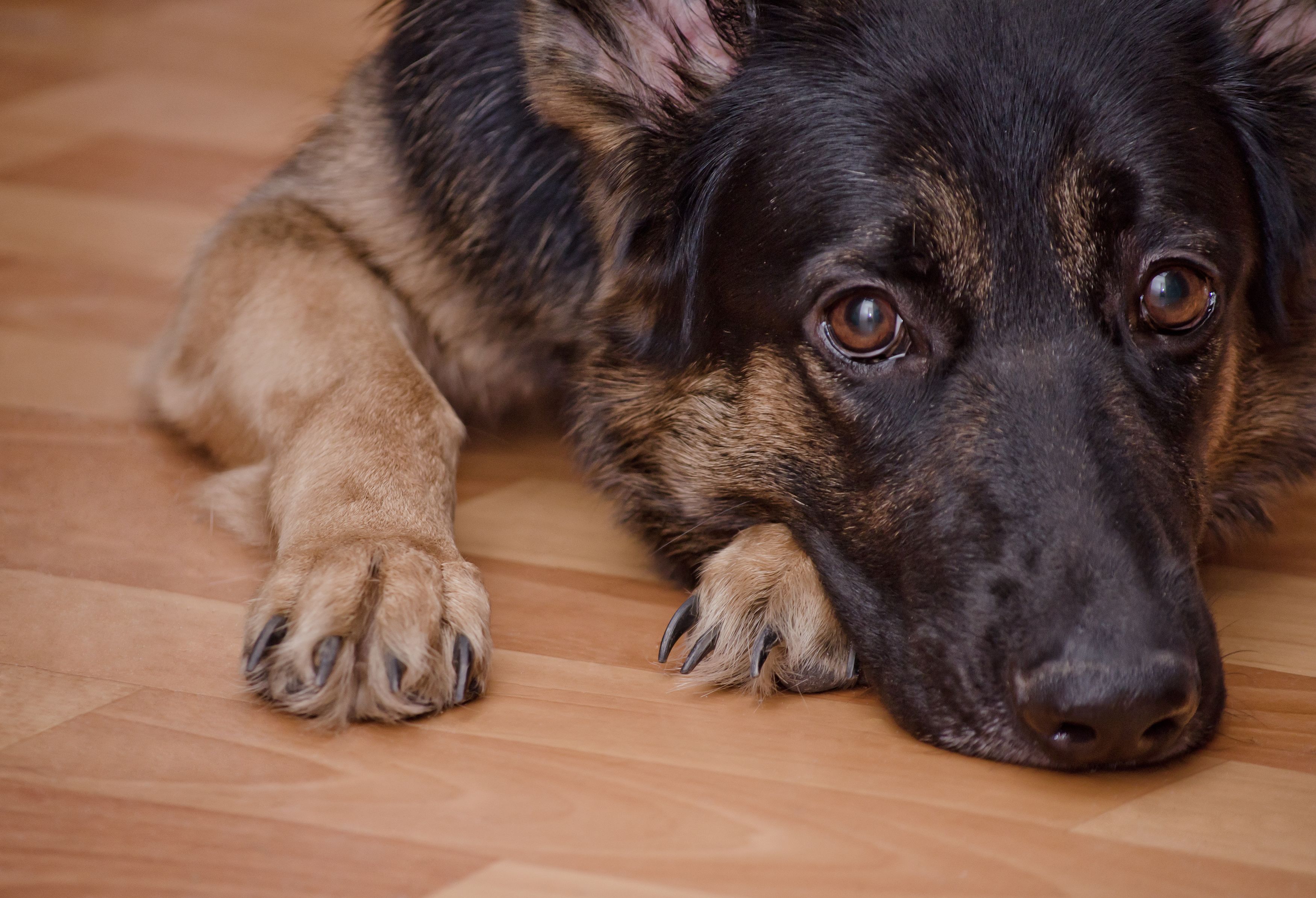 Sad German Shepard laying down