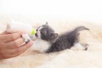 Revival Animal Health recalls feline milk replacers after testing finds nutrient deficiencies