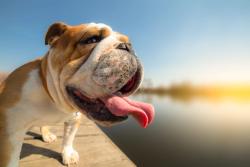 Pet safety tips for summer heat and July 4th festivities 