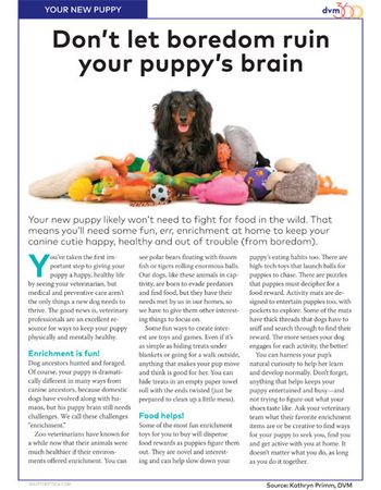 veterinary-handout-puppy-enrichment-450-1.jpg