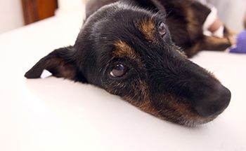 veterinary_dog-postsurgery_Alyona_AdobeStock_127569437_450.jpg