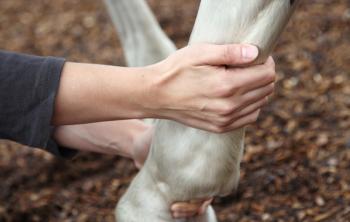 Equine Osteoarthritis