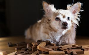 veterinary-dog-blocks-AdobeStock_191940145-450.jpg