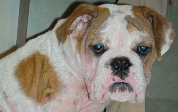 02duke-basso-demodex-450.jpg