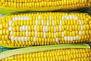 veterinary-GMOcorn-450.jpg