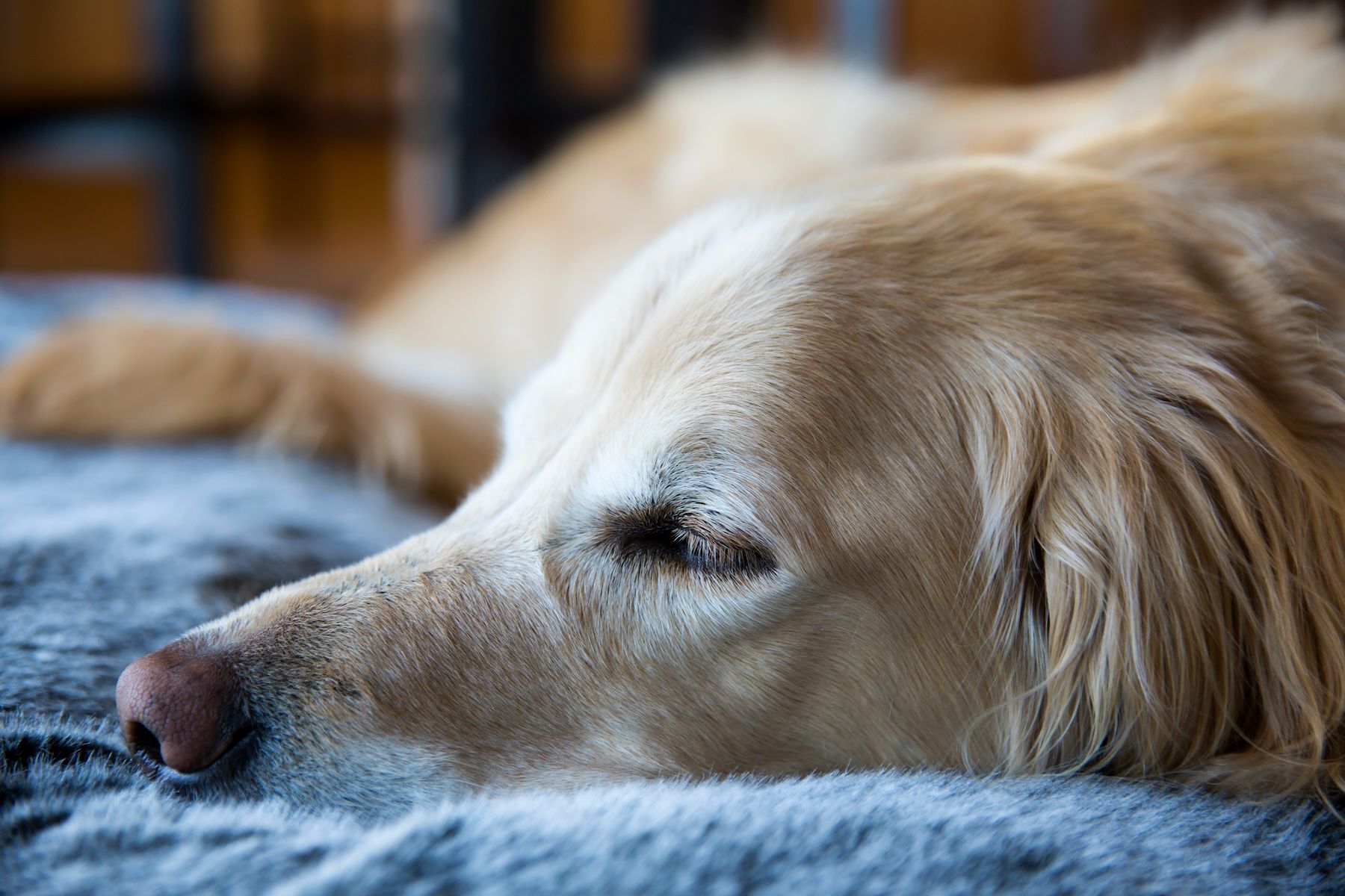 Senior dog
