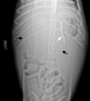 460-veterinary_Peace_Figure2.jpg