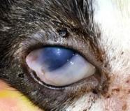 Is Cat Conjunctivitis Contagious To Dogs