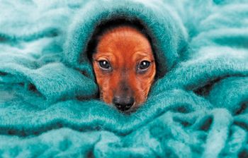 dog450.jpg