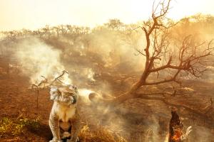 Podcast: Australian fires’ toll on veterinarians